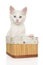 Portrait of a Turkish Angora kitten on white background