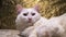 Portrait of a Turkish angora that lies on a golden background. low light