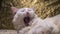 Portrait of a Turkish angora that lies on a golden background. low light