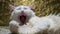 Portrait of a Turkish angora that lies on a golden background. low light