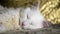 Portrait of a Turkish angora that lies on a golden background. low light