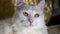 Portrait of a Turkish angora that lies on a golden background. low light