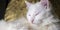 Portrait of a Turkish angora that lies on a golden background. low light