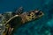 Portrait of a turtle searching for food on the bottom of the indian ocean at Maldives