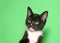 Portrait of a tuxedo kitten on green background