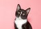 Portrait of a tuxedo kitten on pink background