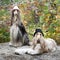 Portrait of two Afghan greyhounds, beautiful, dog show appearance.