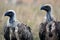 Portrait of two African vultures in the savannah, photographed in the reserve Masai Mara, Kenya