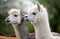 Portrait of two Alpacas