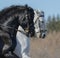 Portrait of two Andalusian horses in baroque bridle