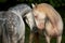 Portrait of two andalusian stallions meeting