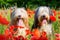 Portrait of two bearded collies in a poppy field