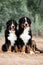 Portrait two beautiful Bernese mountain dog sit in the forest