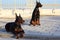 Portrait of two beautiful brown Doberman pinscher