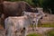 Portrait of two beautiful cows, mother and kid. Animal from the farm making part of Bovidae family showing love to each other