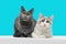 portrait of two beautiful and cute cats on a blue background.