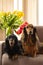 Portrait of two beautiful dachshunds sitting on couch with tulips. Small longhaired wiener dogs in flowers at home