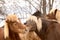 portrait of two beautiful icelandic horses grooming together