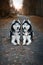 Portrait of two beautiful Siberian huskies dogs lying on path in dark charming autumn park