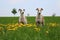 Portrait of two beautiful sight hounds in the garden