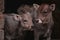 Portrait of two beautiful young cattle sitting in the farm. Domestic animal making part of Bovidae family