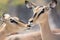 Portrait of Two Blackfaced Impala