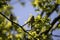 A portrait of two blue tits sitting next to each other on a branch of a tree