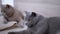 Portrait of Two British Thoroughbred Gray Domestic Cats, Lying on Floor