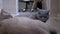 Portrait of Two British Thoroughbred Gray Domestic Cats, Lying on Floor