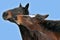 Portrait of two brown horses nuzzling