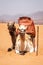 Portrait of two camels lying in the sand of desert