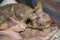 Portrait of two cats, of devon rex breed