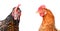 Portrait of two chickens