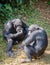 Portrait of two chimpanzees eating sweet potatoes while sitting on ground in rain forest of Sierra Leone, Africa