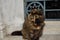 A portrait of a two-color black and ginger yellow-eyed strayed cat with a ragged ear