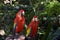 Portrait of two colorful macaws in the jungle