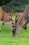 A portrait of two common eland oryx grazing in the rain