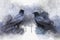 Portrait of two Crow birds, watercolor painting. Bird illustration