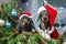 Portrait of two cute black and tan dachshunds, adult and puppy, both wearing Santa Claus hats and winter clothes