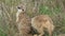 A portrait of two cute brown baby meerkats