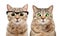 Portrait of two cute cats with eye diseases