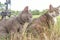 Portrait of two cute domestic cats outdoor in city park with tall grass, closeup, details