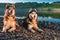 Portrait of two cute huskies with open mouths. Funny Siberian Husky dogs look around, lying on the shore of the evening