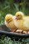 Portrait of two cute little yellow baby fluffy muscovy duckling close up