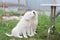 Portrait of two cute maremma sheepdogs sitting in the green grass near the table.