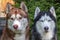 Portrait of two cute Siberian huskies.