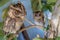 Portrait of a two cute young eagle owls. Two Owls are sitting on a branch in the tree. Surprised Long Ears owl, chicks resting on