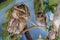 Portrait of a two cute young eagle owls. Two Owls are sitting on a branch in the tree. Surprised Long Ears owl, chicks resting on