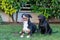 Portrait of two dogs on grass. Appenzeller Sennenhund and Labrador Mix