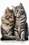 Portrait of two domestic cats hugging each other. Shot of pets on a white isolated background looking directly at the camera.